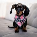 Floral Garden Dog Bandana